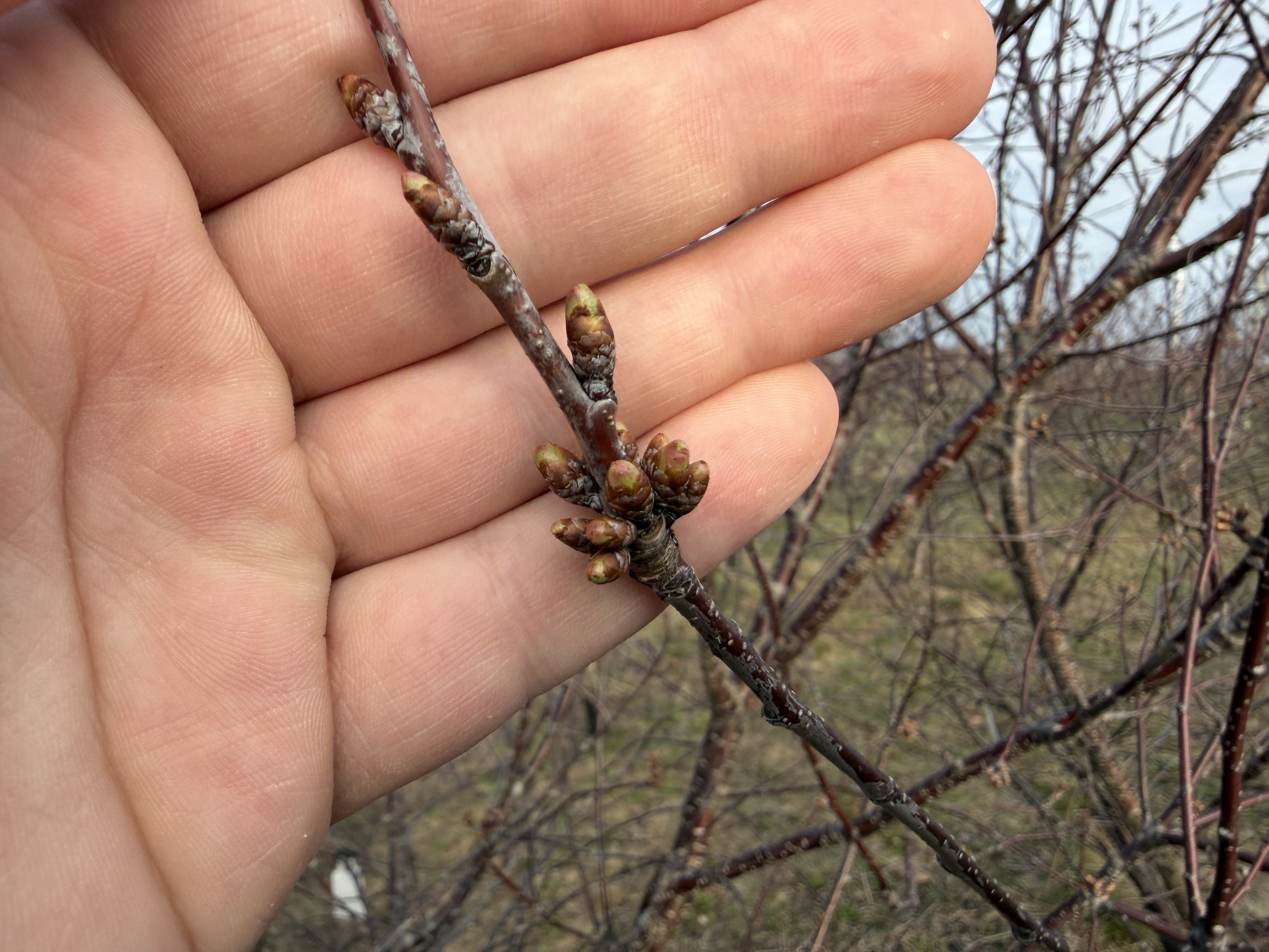 Tart Cherry 2_Dan Dick.JPG